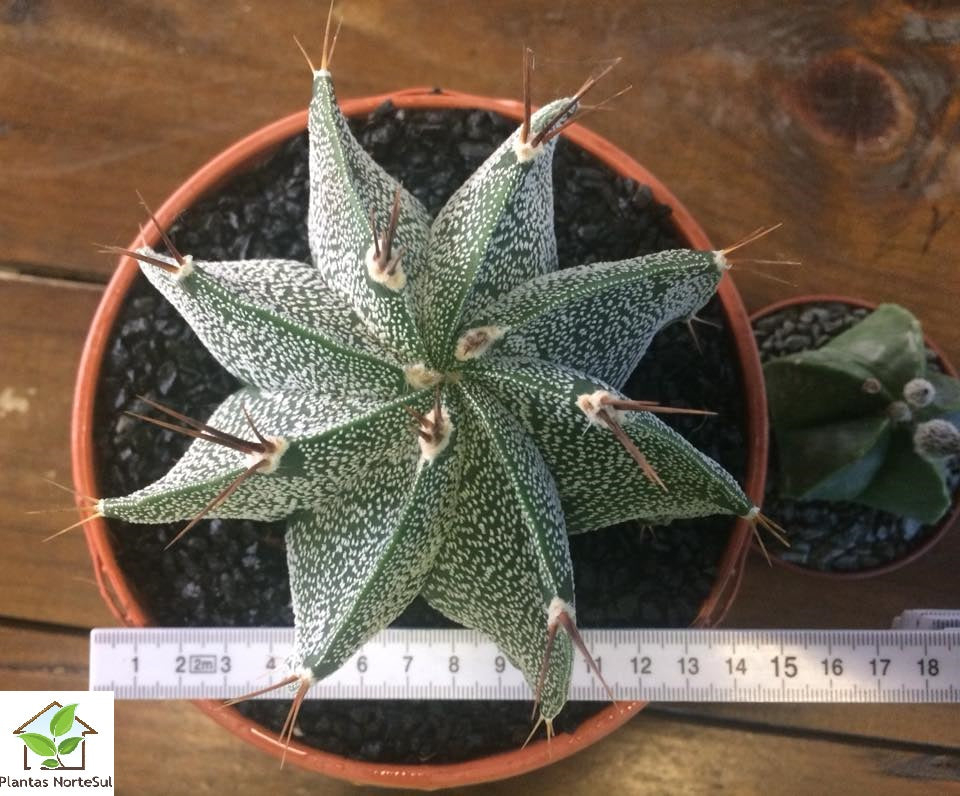 Astrophytum ornatum