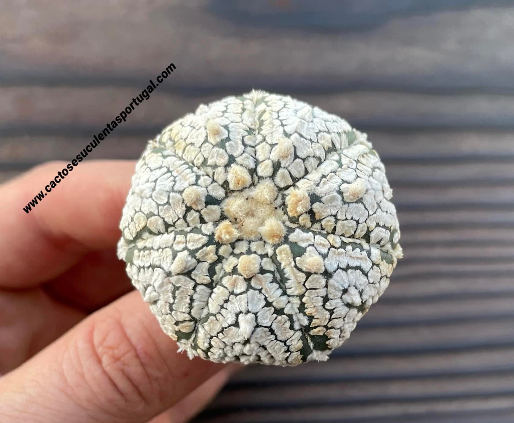 Astrophytum asterias cv. Super Kabuto