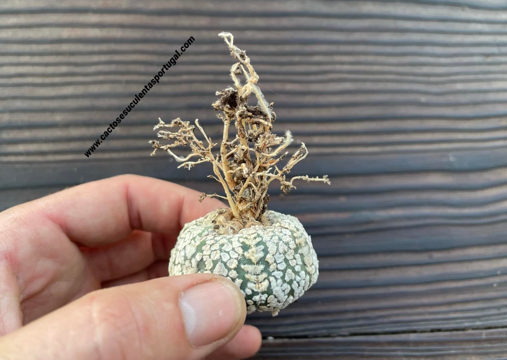 Astrophytum asterias cv. Super Kabuto