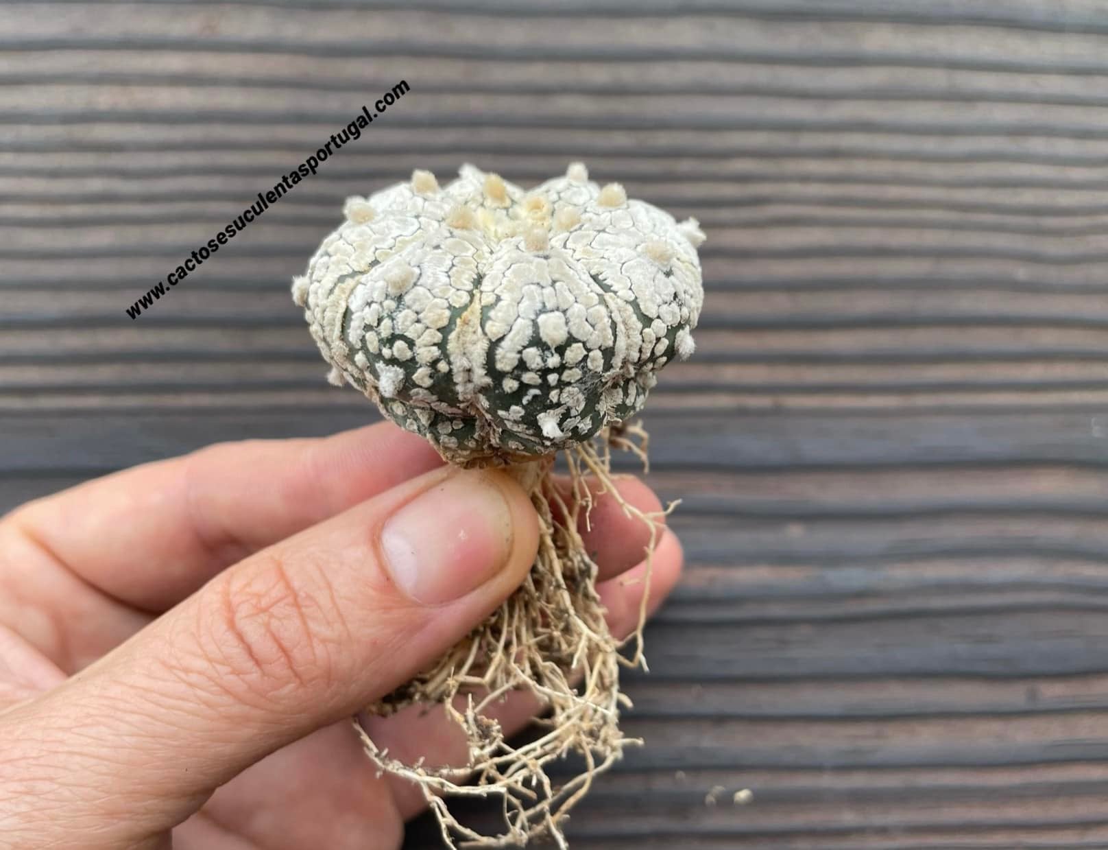Astrophytum asterias cv. Super Kabuto