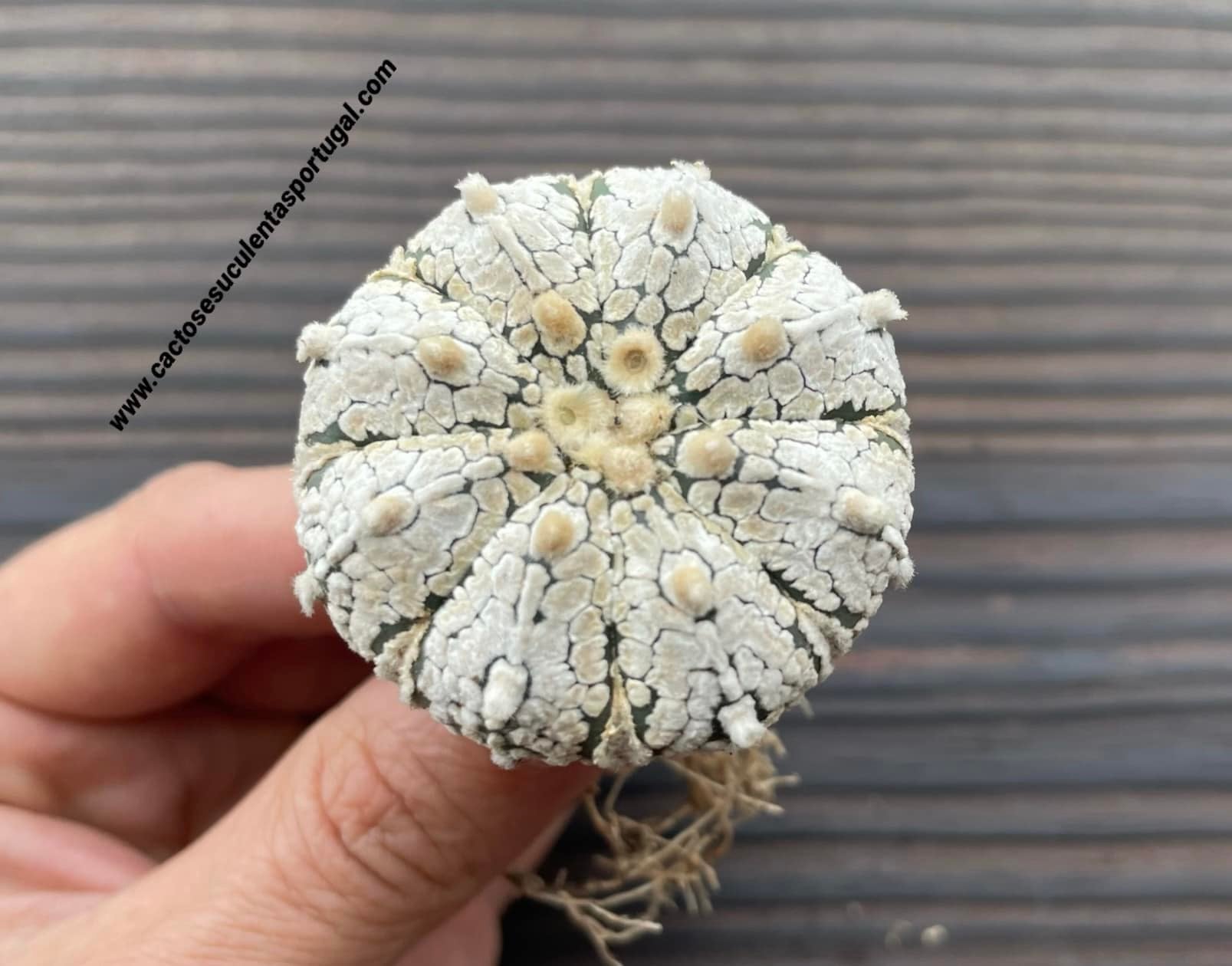Astrophytum asterias cv. Super Kabuto