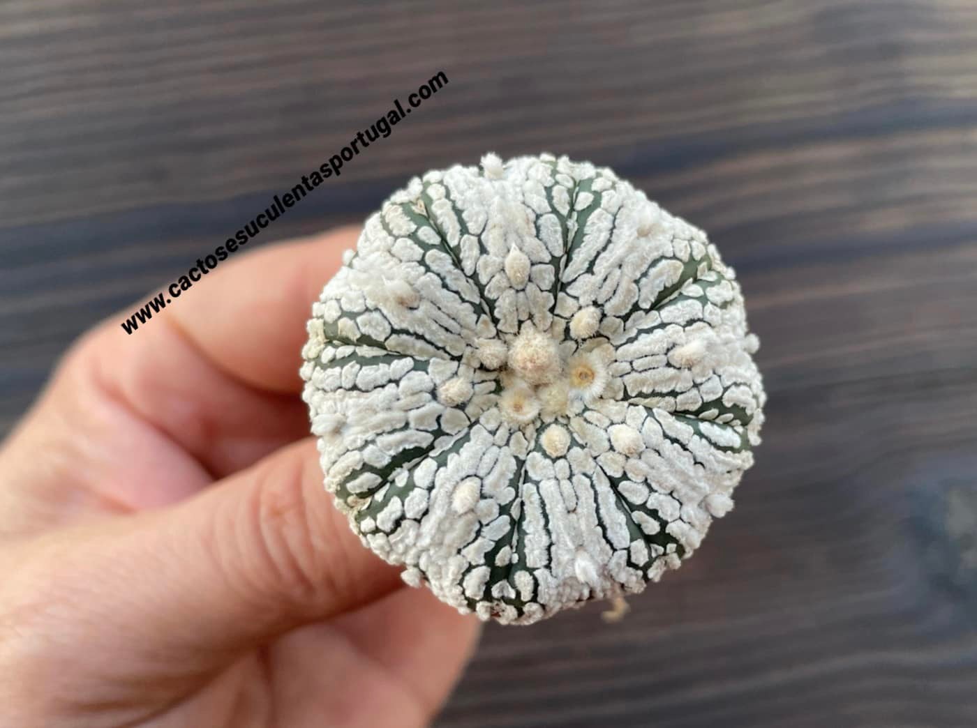 Astrophytum asterias cv. Super Kabuto