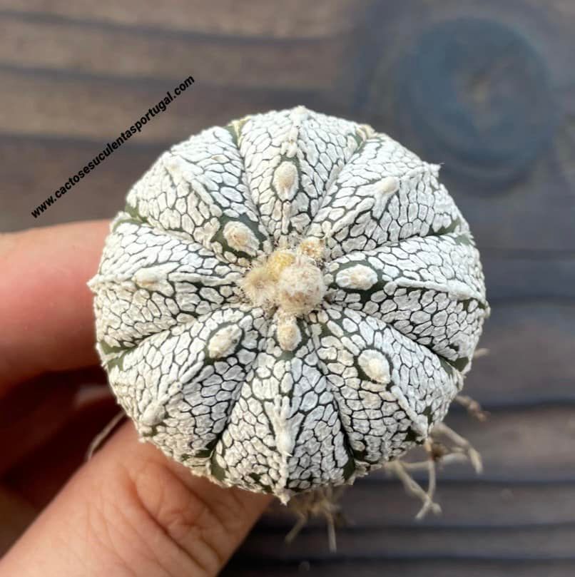 Astrophytum asterias cv. Super Kabuto V Type