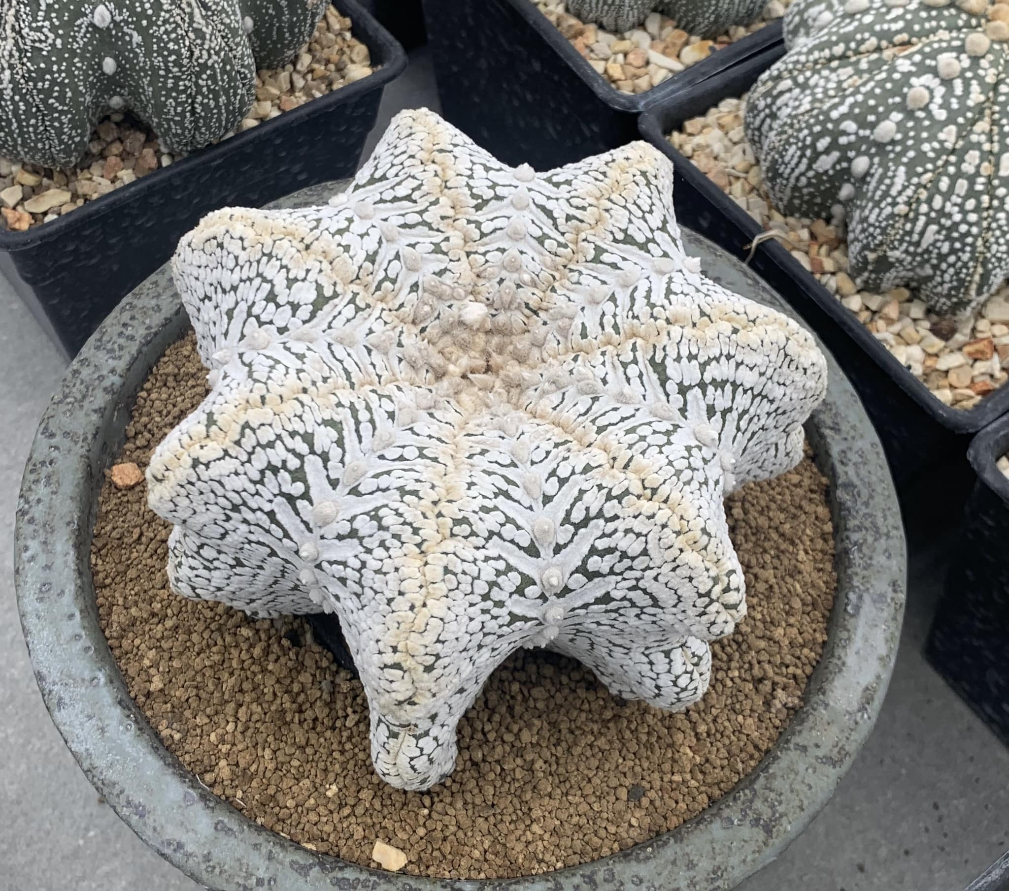 Astrophytum asterias cv. Super Kabuto 'Star shape type'