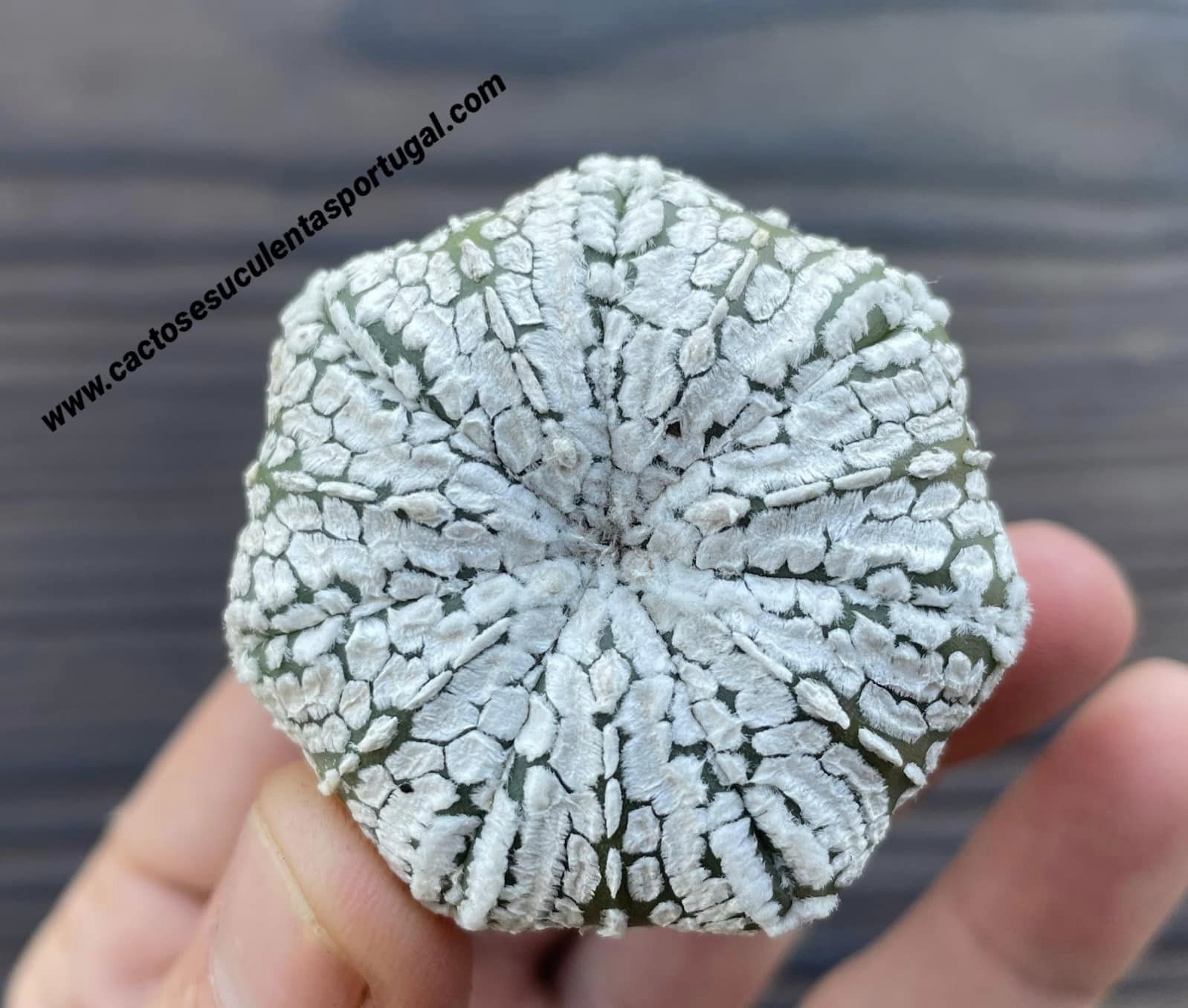 Astrophytum asterias cv. Super Kabuto 'Star shape type'