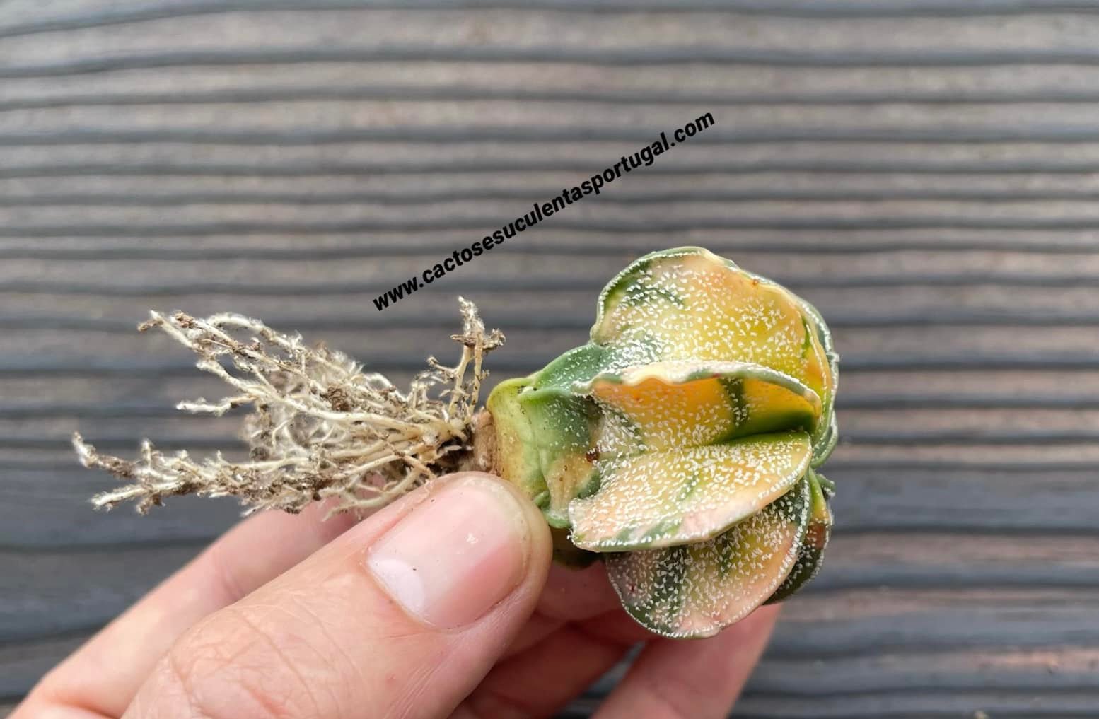 Astrophytum capricorne var. niveum form. variagata