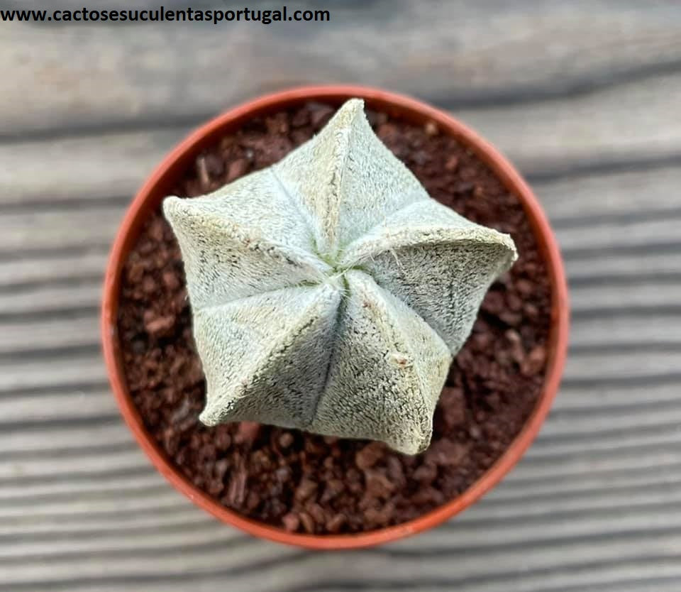 Astrophytum coahuilense