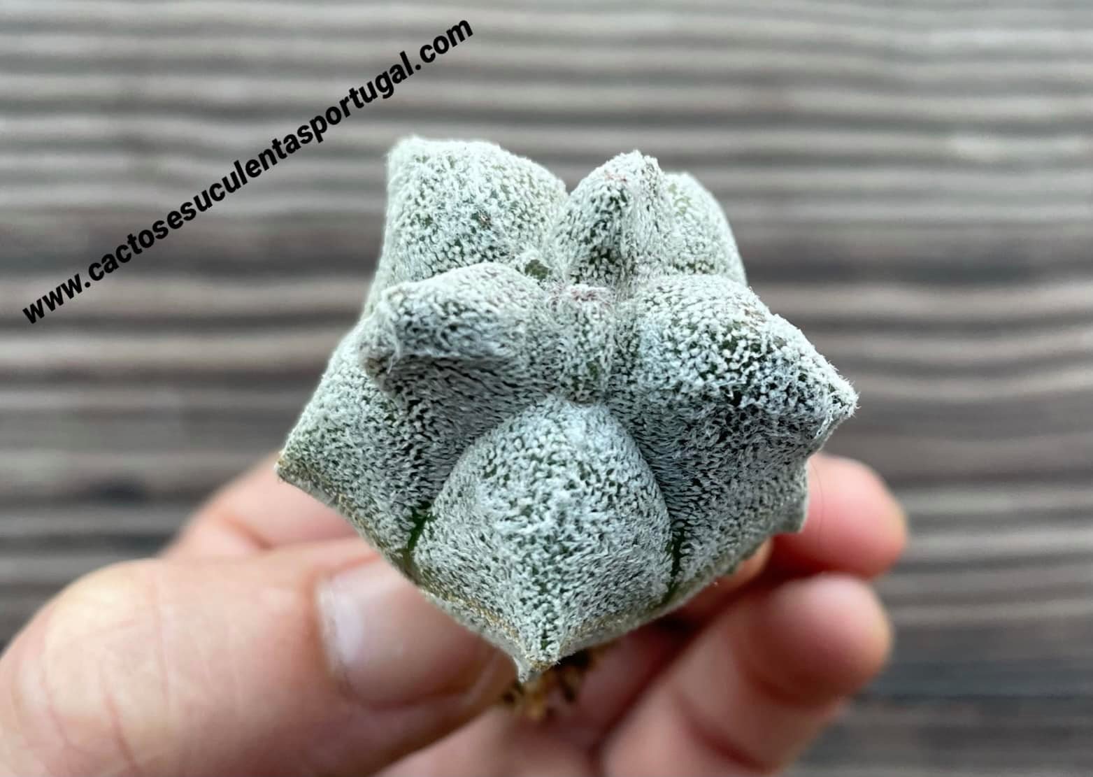 Astrophytum coahuilense 'Hakuran', Astrophytum coahuilense 'Kikko