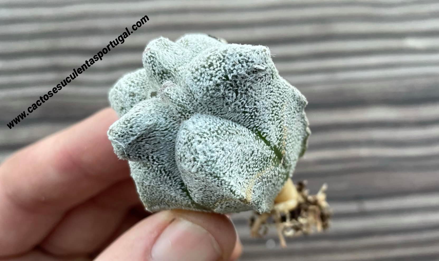 Astrophytum coahuilense 'Hakuran', Astrophytum coahuilense 'Kikko