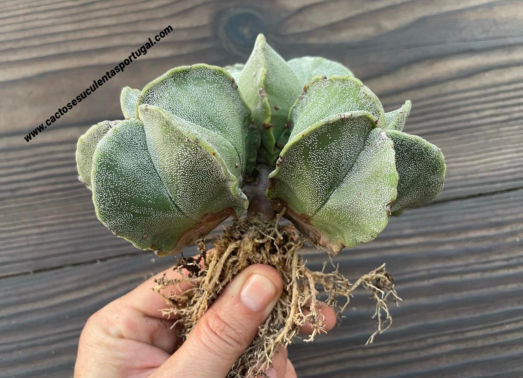 Astrophytum myriostigma, 3 on the same stem- ÚNICA