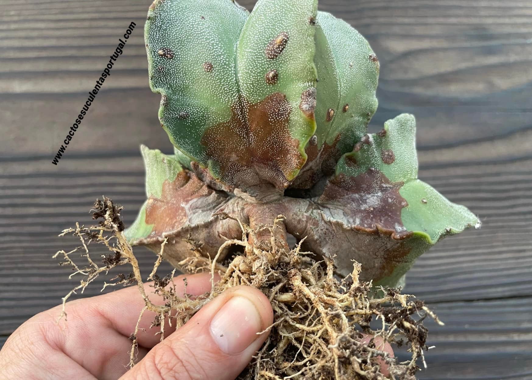 Astrophytum myriostigma, 3 on the same stem- ÚNICA