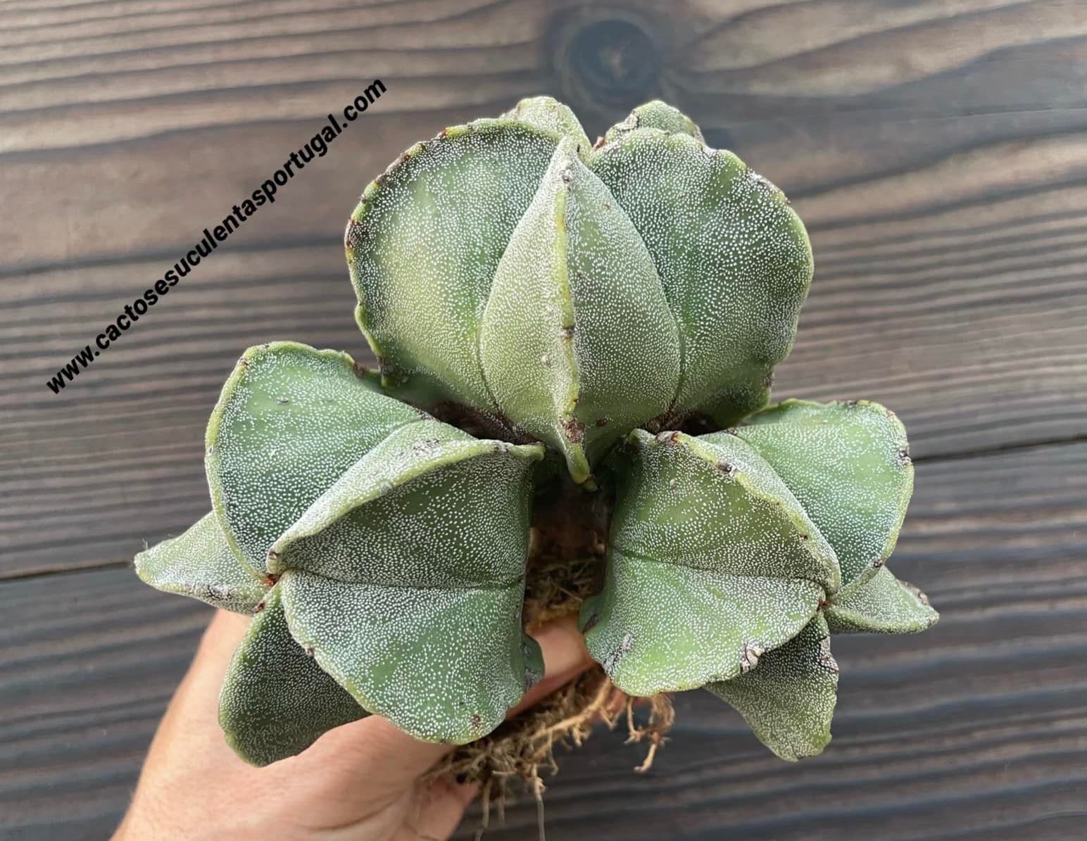 Astrophytum myriostigma, 3 on the same stem- ÚNICA