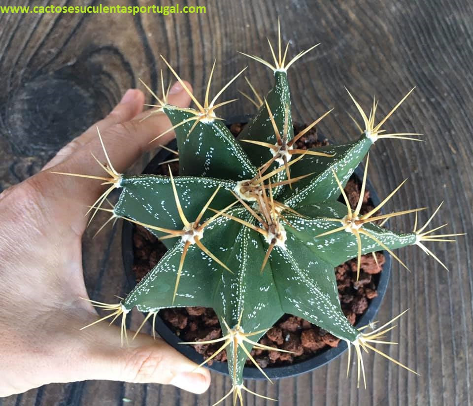 Astrophytum ornatum var. mirbelii