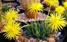 Bergeranthus concavus