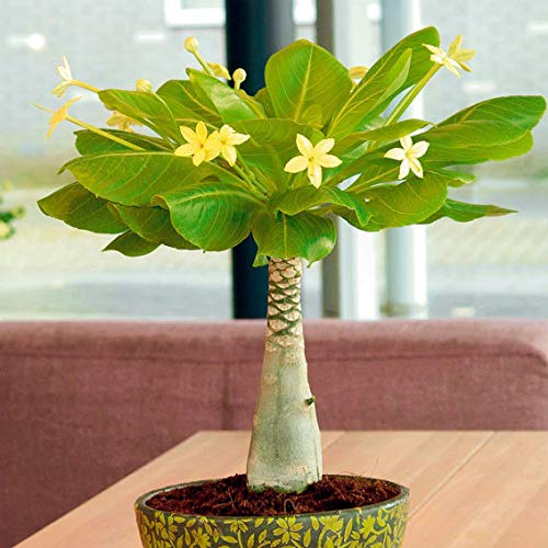 Brighamia insignis
