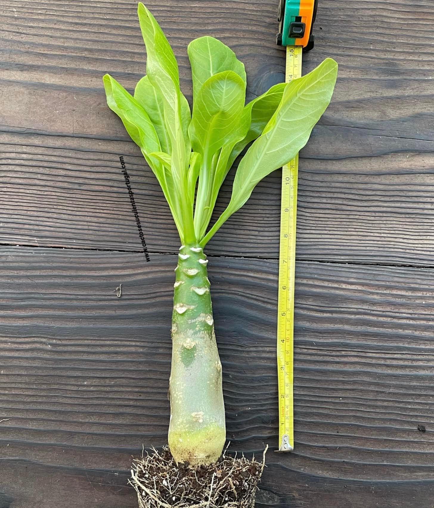 Brighamia insignis