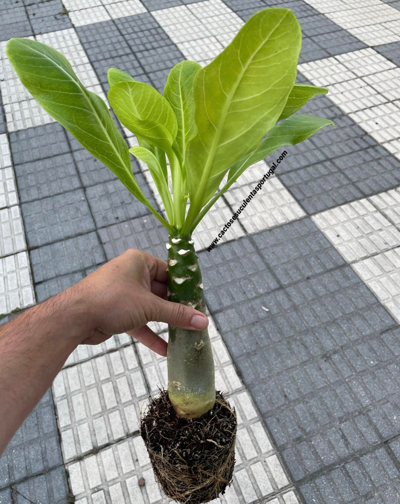 Brighamia insignis