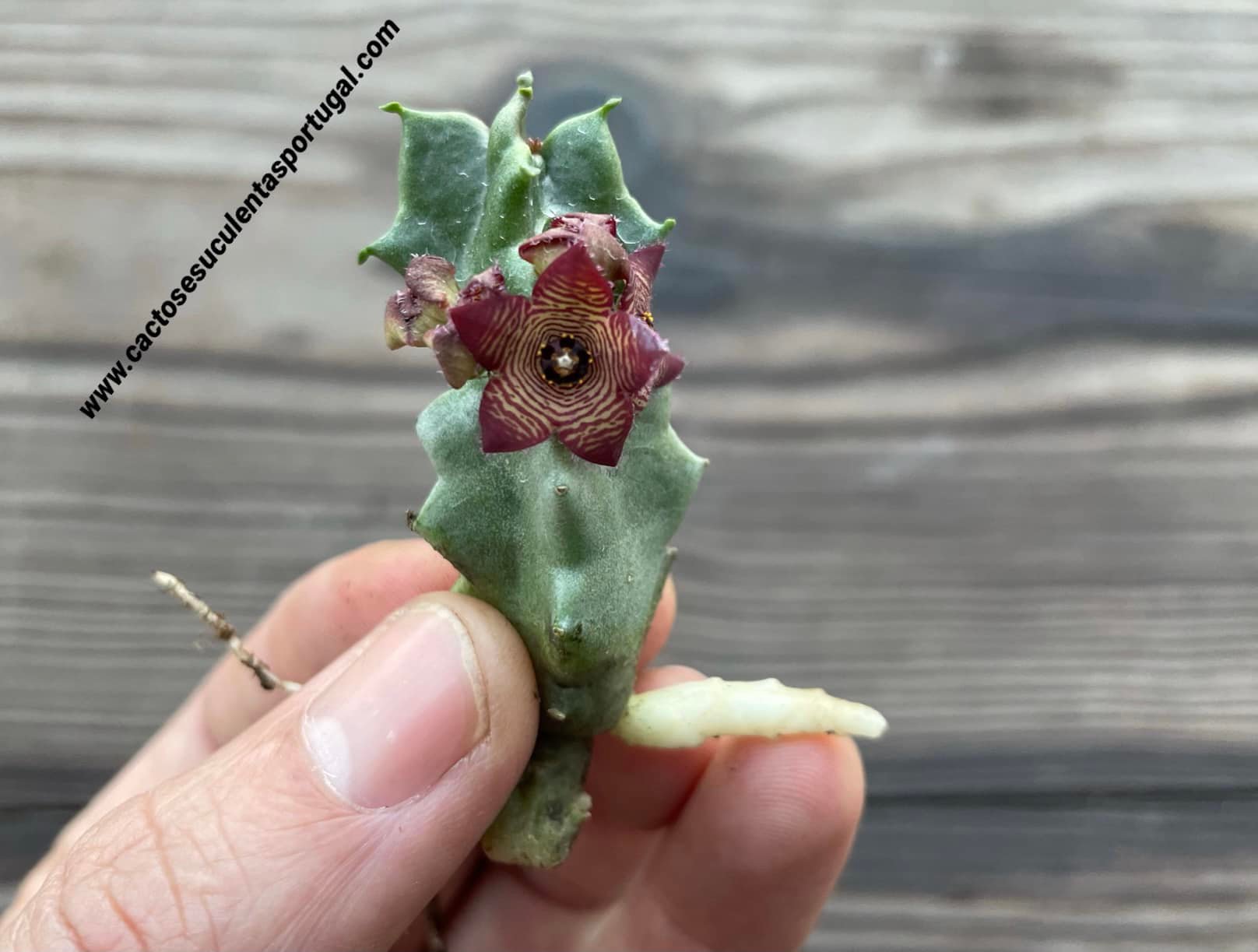 Caralluma europaea