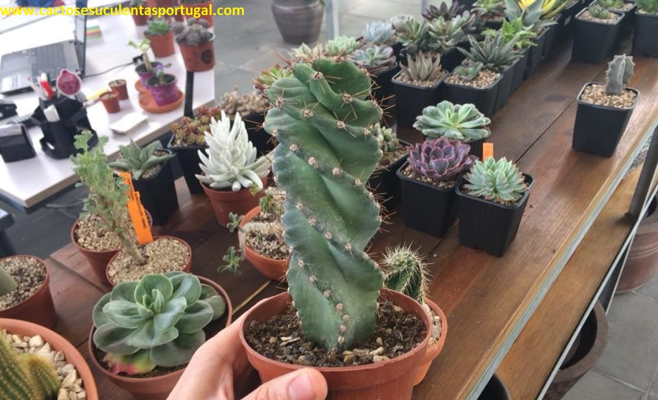 Cereus Forbesii Spiralis, + de13cm