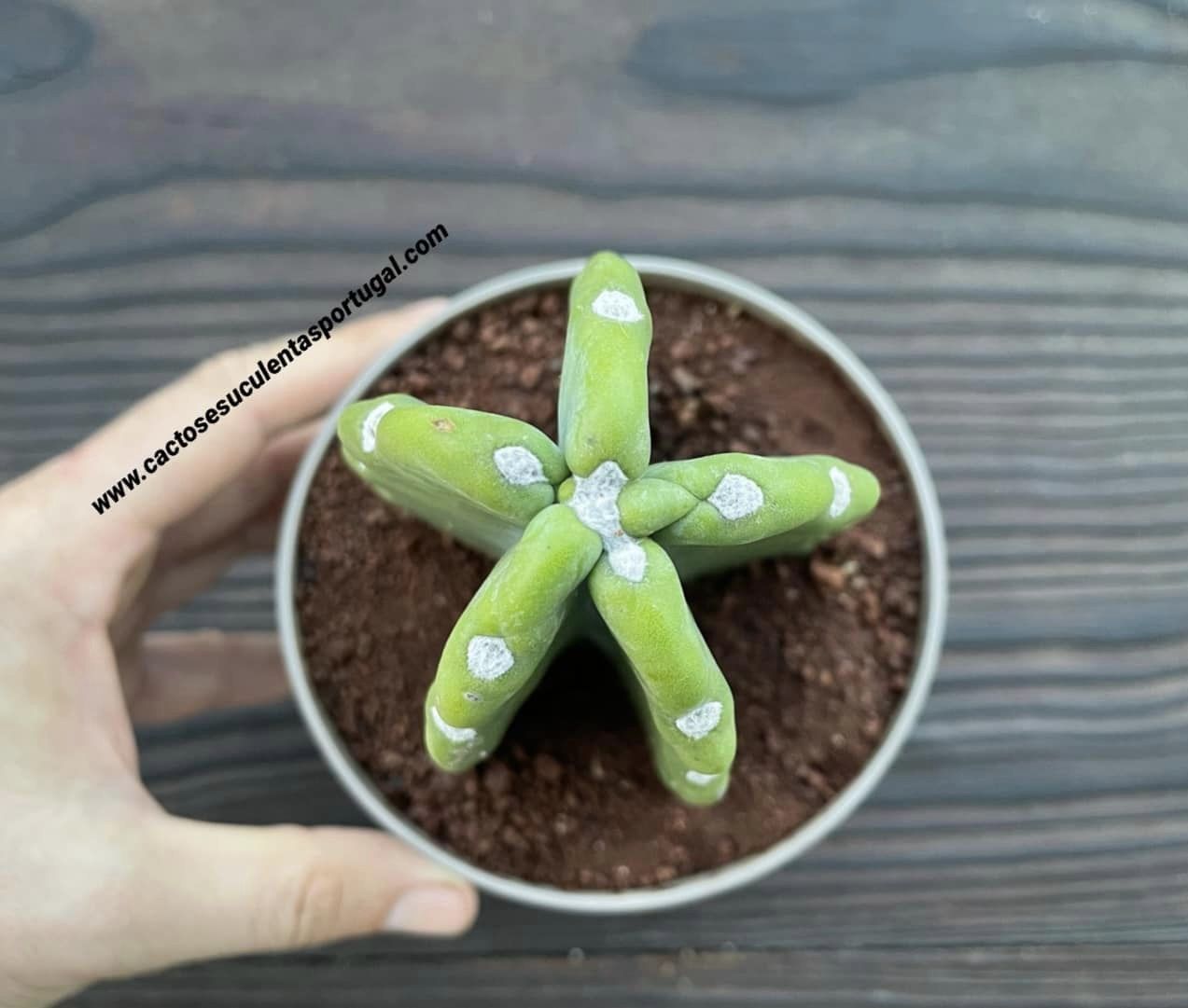 Cereus jamacaru subs. inermis