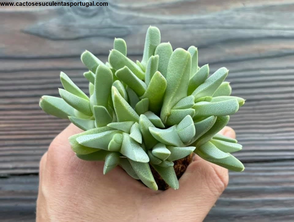 Cheiridopsis robusta