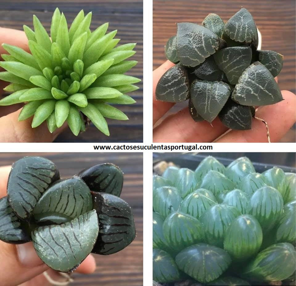 Haworthias
