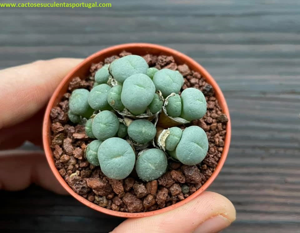 Conophytum minutum