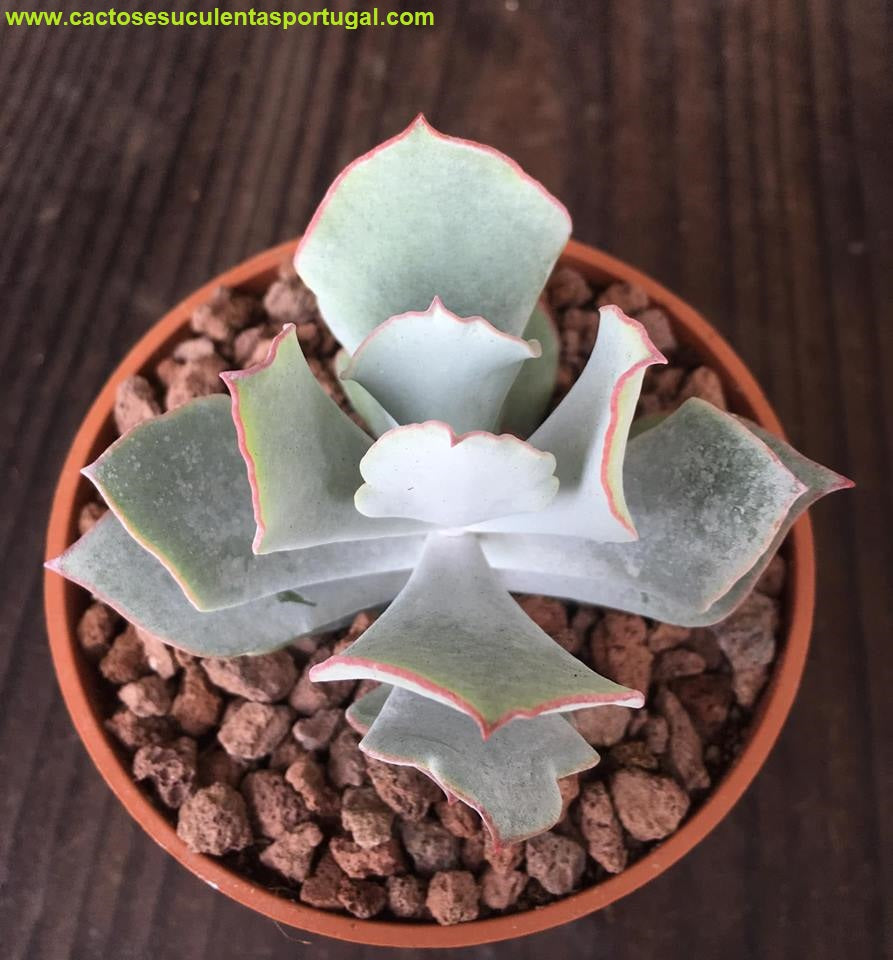 Cotyledon orbiculata var. spuria spp