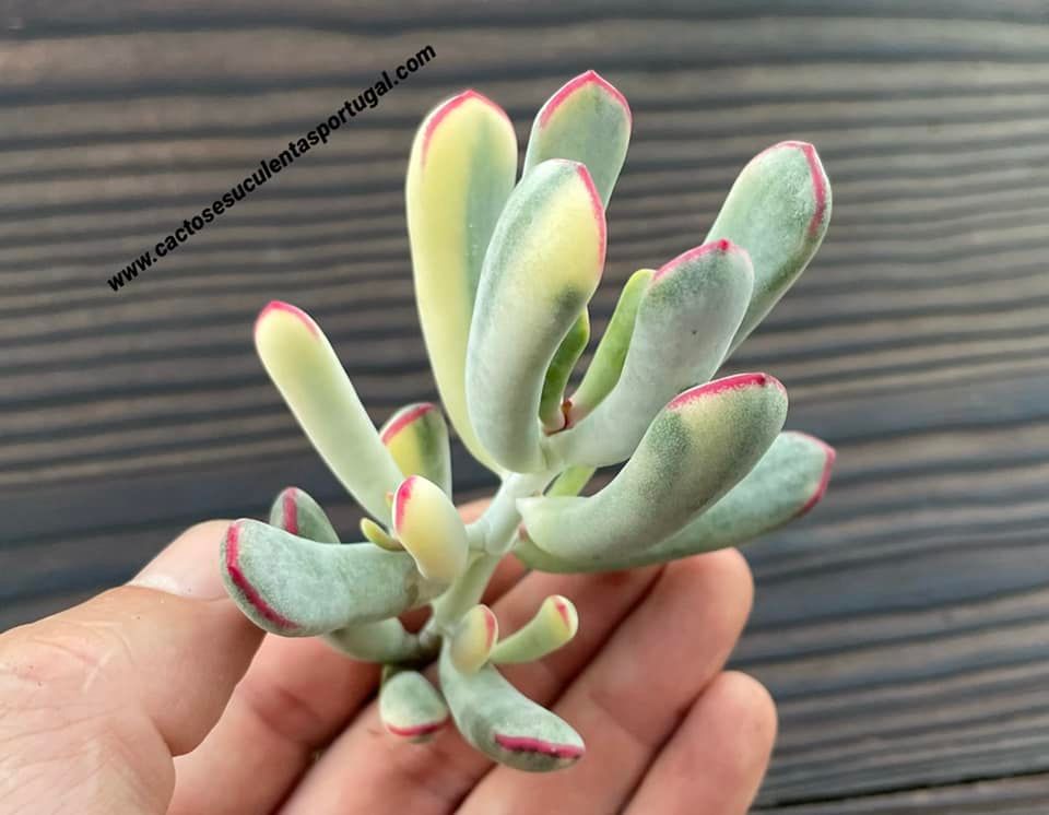 Cotyledon orbiculata var. flanaganii variegated
