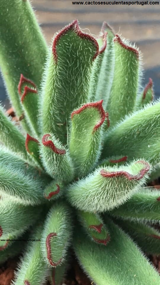 Cotyledon teretifolia