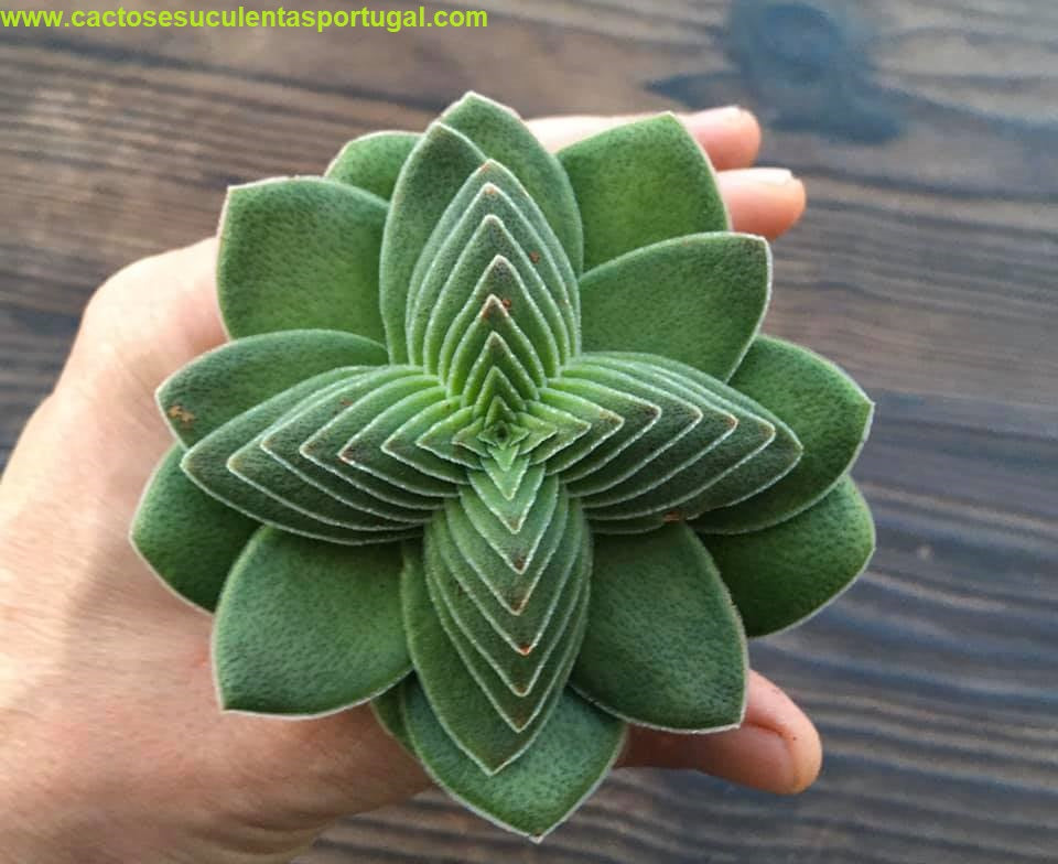 Crassula Capitella Turrita forme étoilée