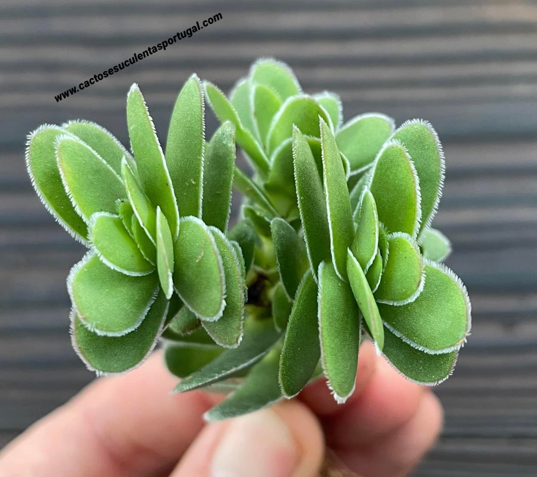 Crassula Ciliata