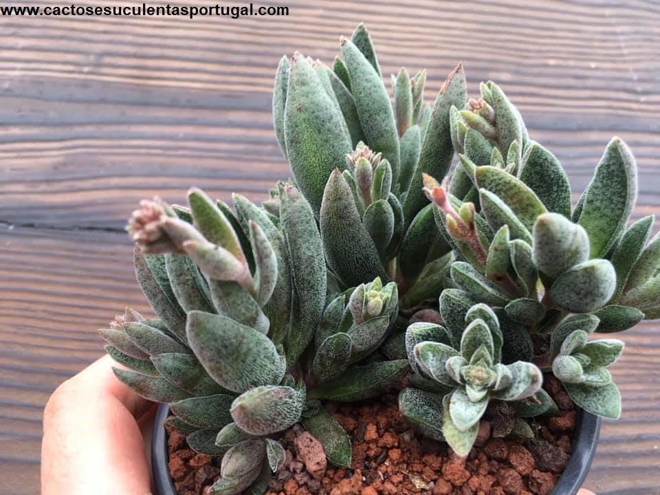 Crassula Justus Corderoy