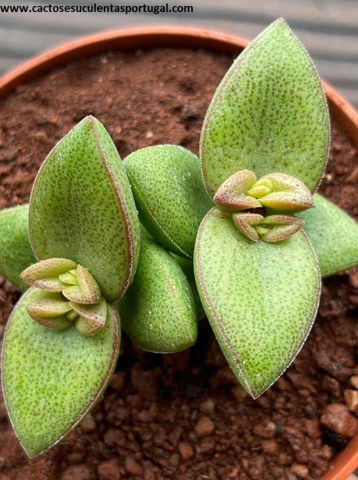 Crassula Rupestris x Talisman