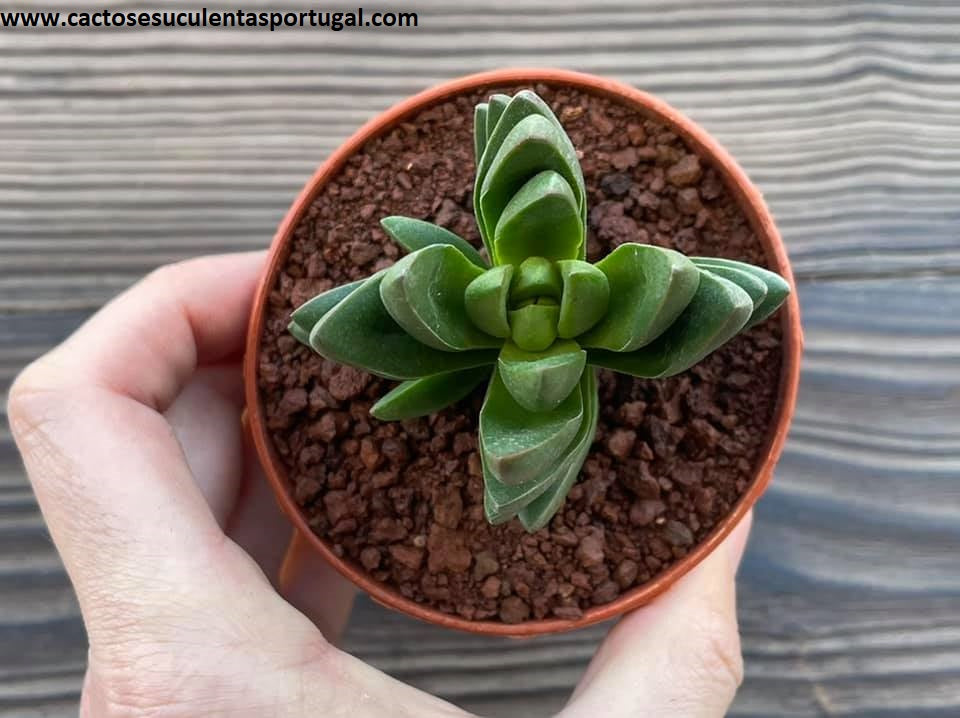 Crassula 'Benjamin'
