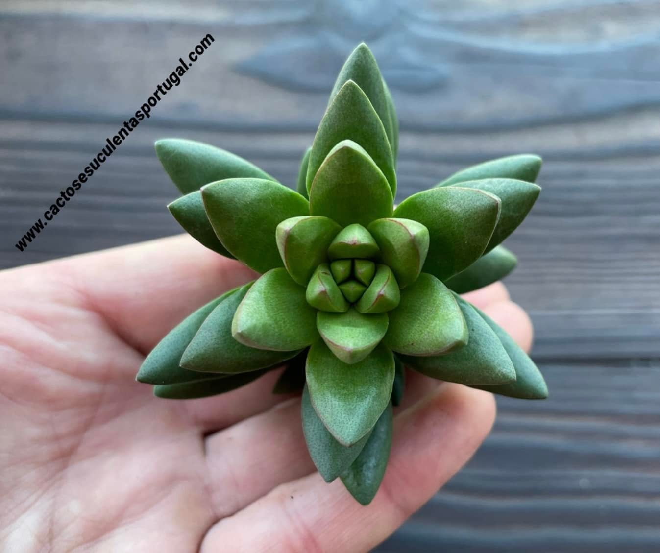 Crassula-Form „Benjamin“. ekstatisch (SELTEN)