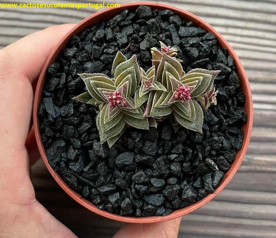 Crassula 'Caput Minima'