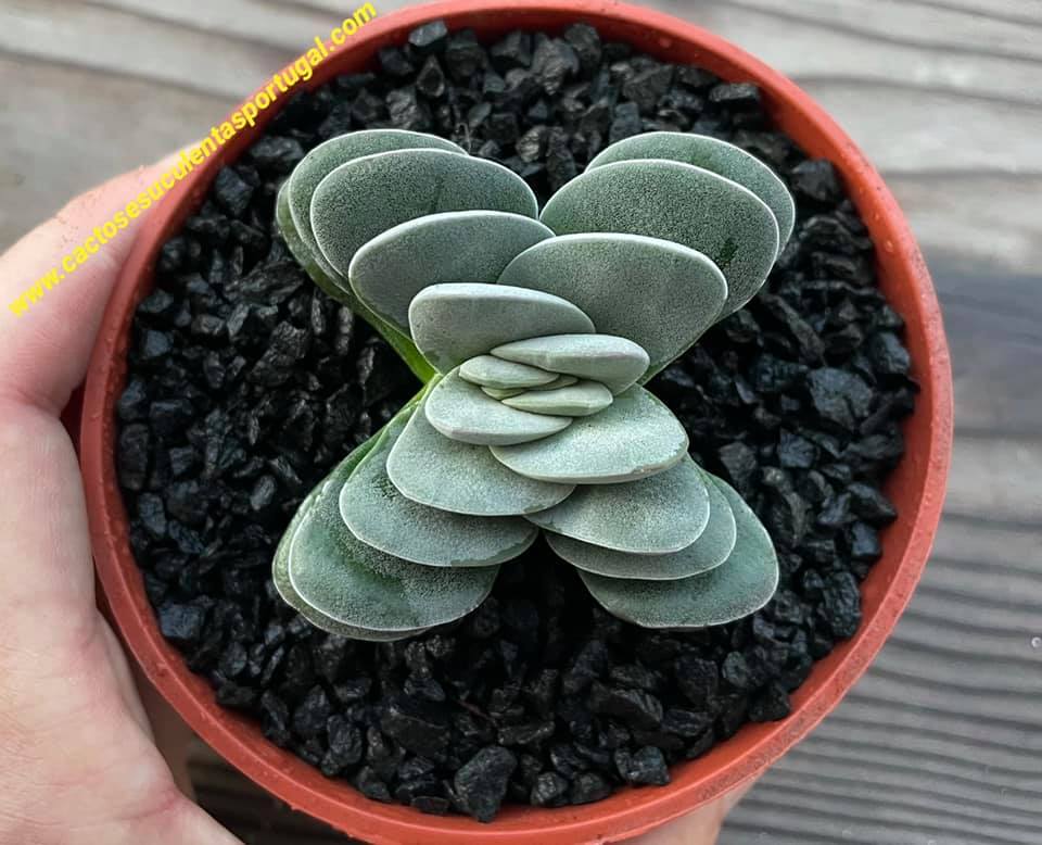 Crassula 'Fallwood'