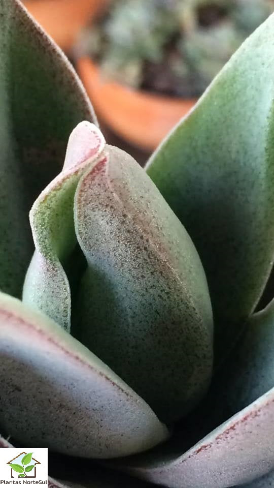 Crassula Garnet Lotus