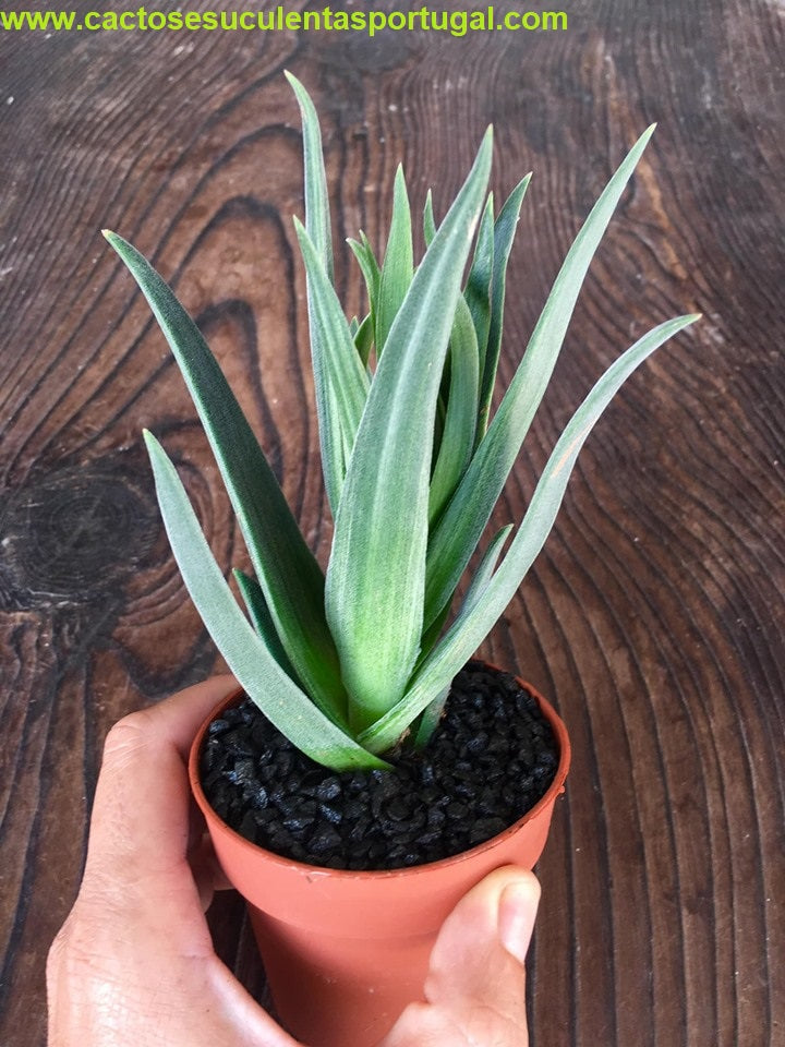 Crassula 'Lola Lopez'