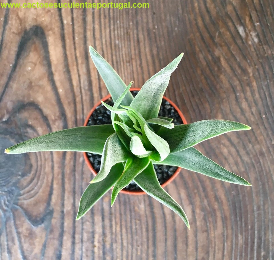 Crassula 'Lola Lopez'