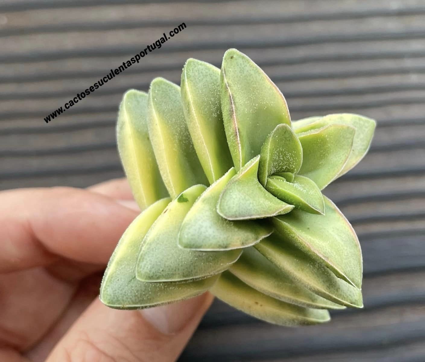 Crassula 'Springtime' variegated