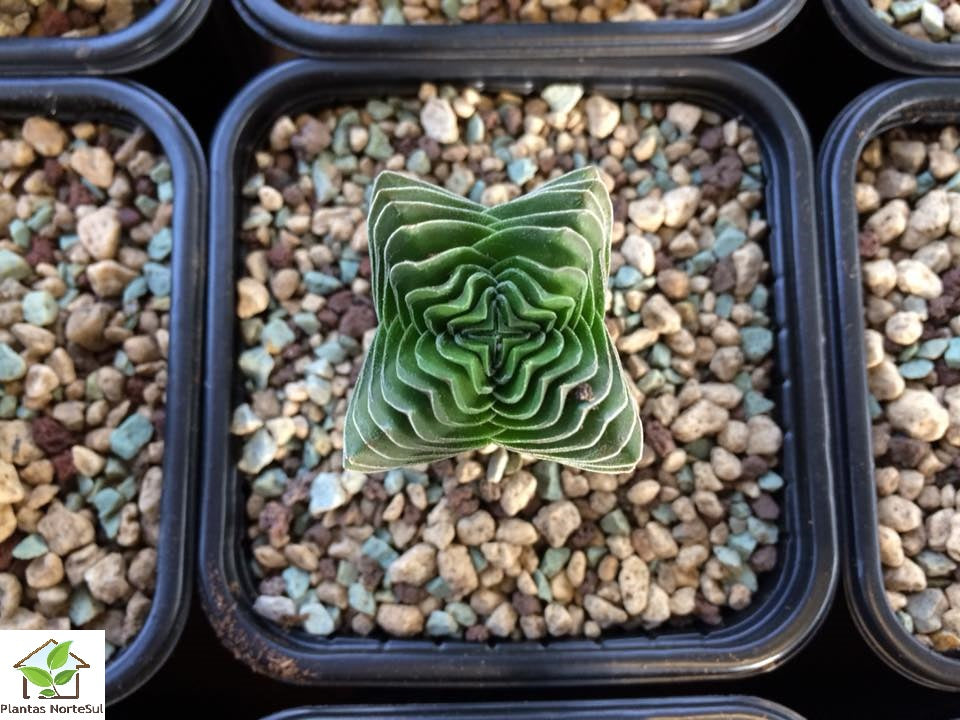 Crassula Templo de Buda