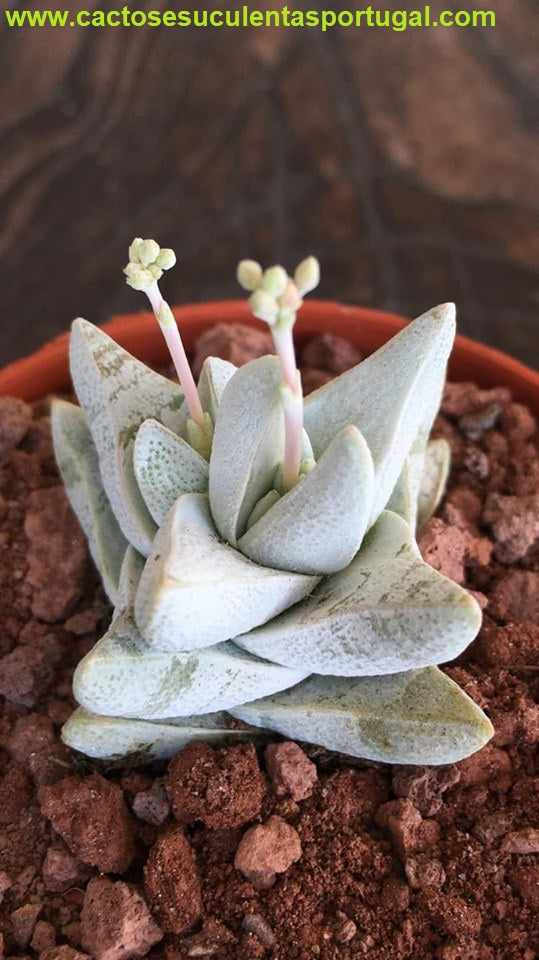 Crassula deceptor var. cornuta
