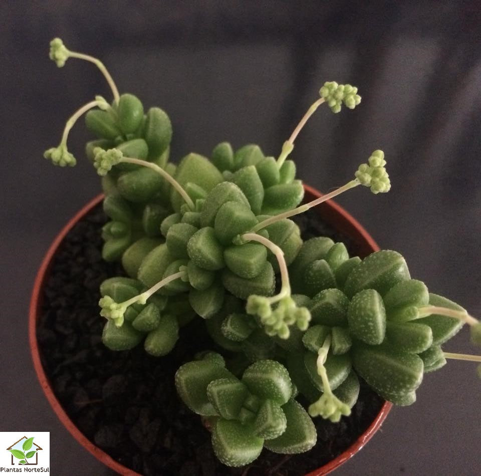 Crassula elegans "eenriet"
