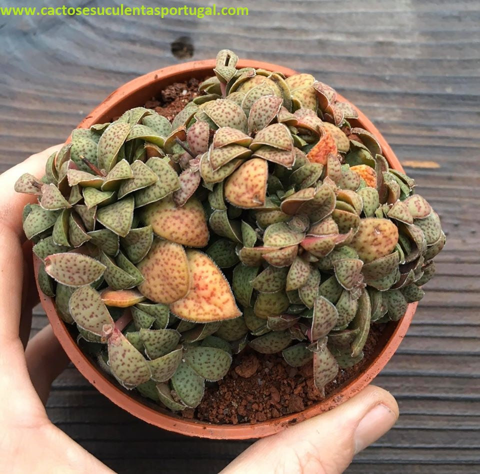 Crassula exilis picturata