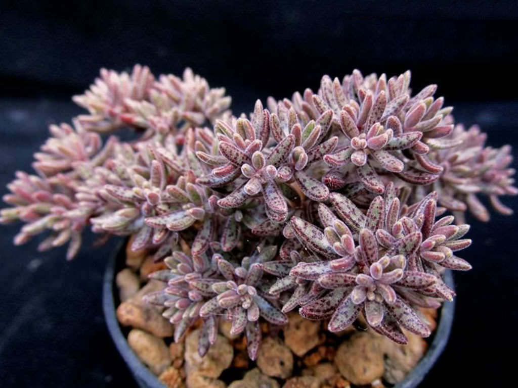 Crassula humbertii
