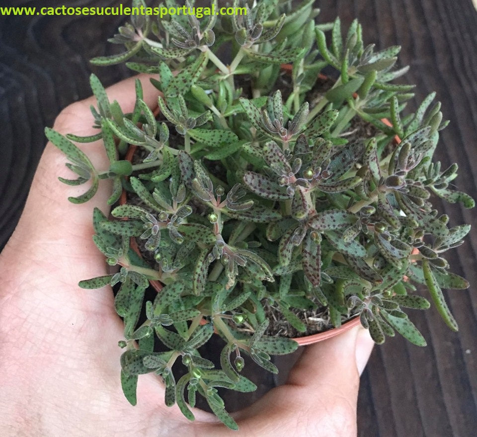 Crassula humbertii