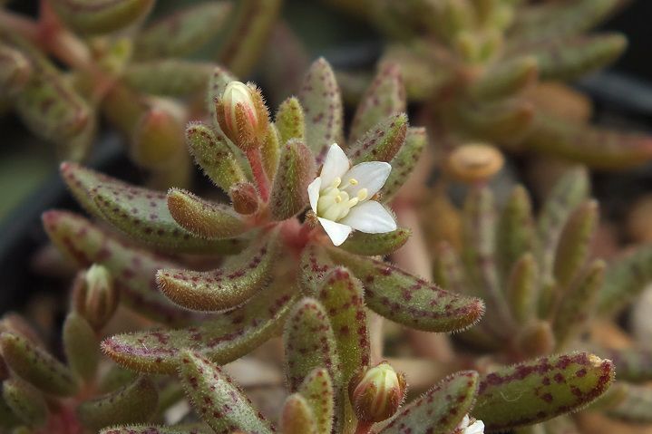 Crassula humbertii