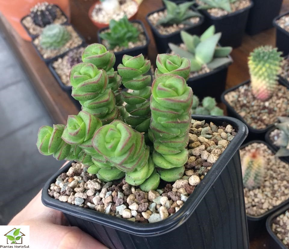 Crassula marnieriana jade necklace vaso 8.5
